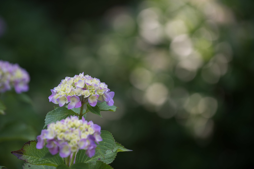 【正覚寺の紫陽花(紫)】①20150531