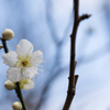 【大船植物園(月の桂)】20150207.jpg
