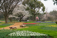 昭和記念公園【渓流広場(チューリップと桜)】①20170409