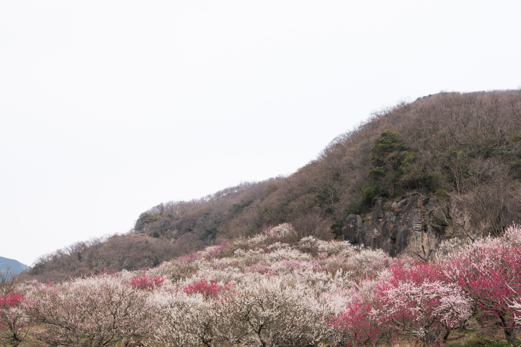【湯河原梅林】②20150314