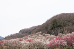 【湯河原梅林】②20150314