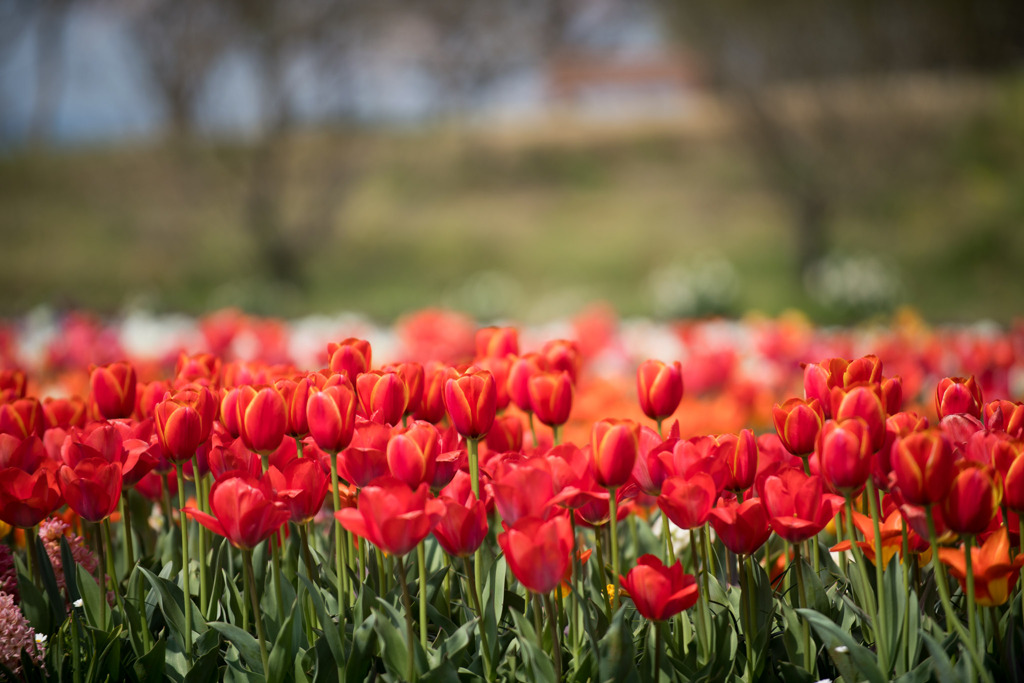 春の花菜ガーデン【チューリップ： 橙】①20200403
