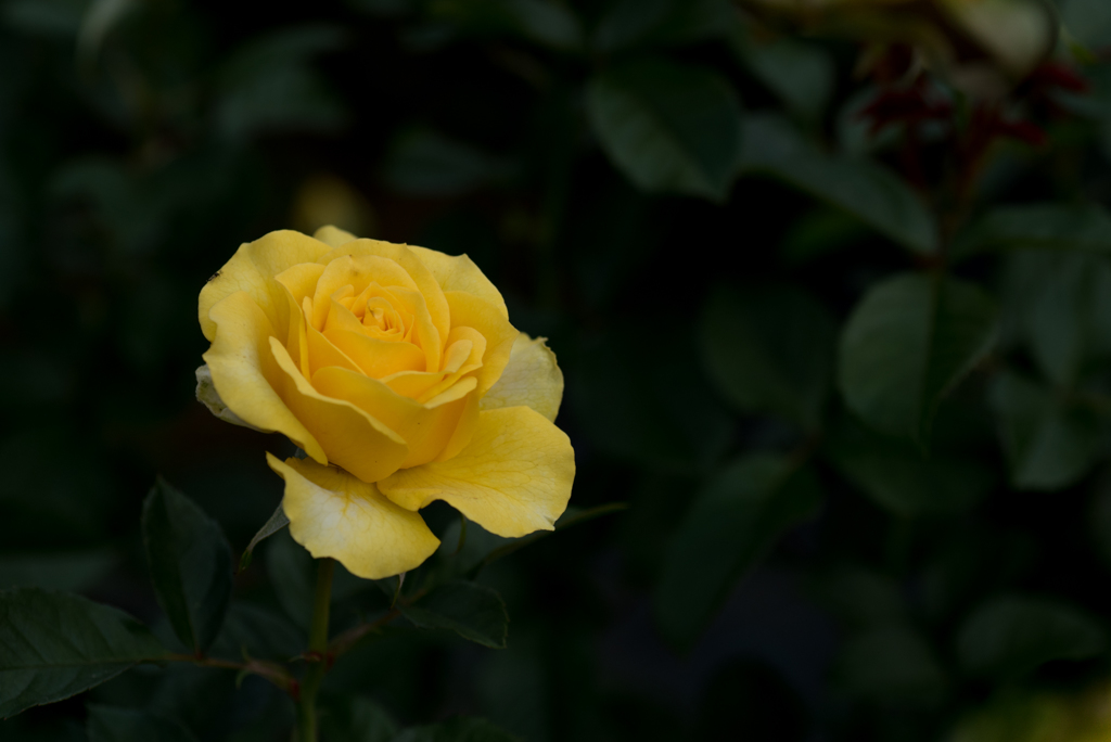 【生田緑地ばら苑(薔薇：ゴールデン・フラッシュ)】20161016