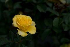 【生田緑地ばら苑(薔薇：ゴールデン・フラッシュ)】20161016