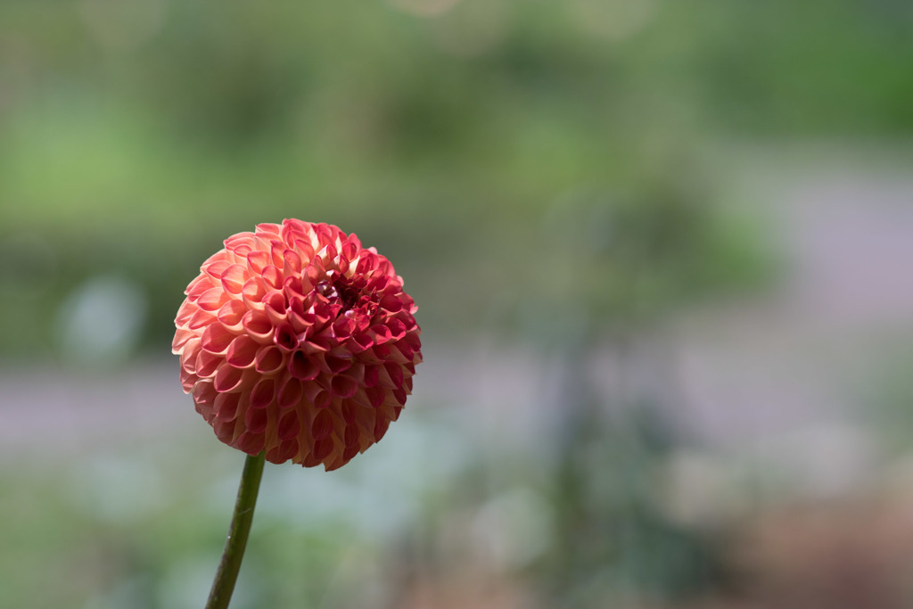 神代植物公園【ダリア：マーマレード】20180714