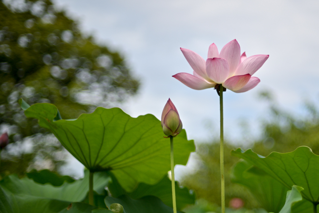大船フラワーセンター【蓮の花：即非蓮】20240730