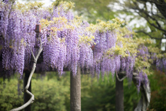 大船フラワーセンター【藤の花：紫系】①20220423