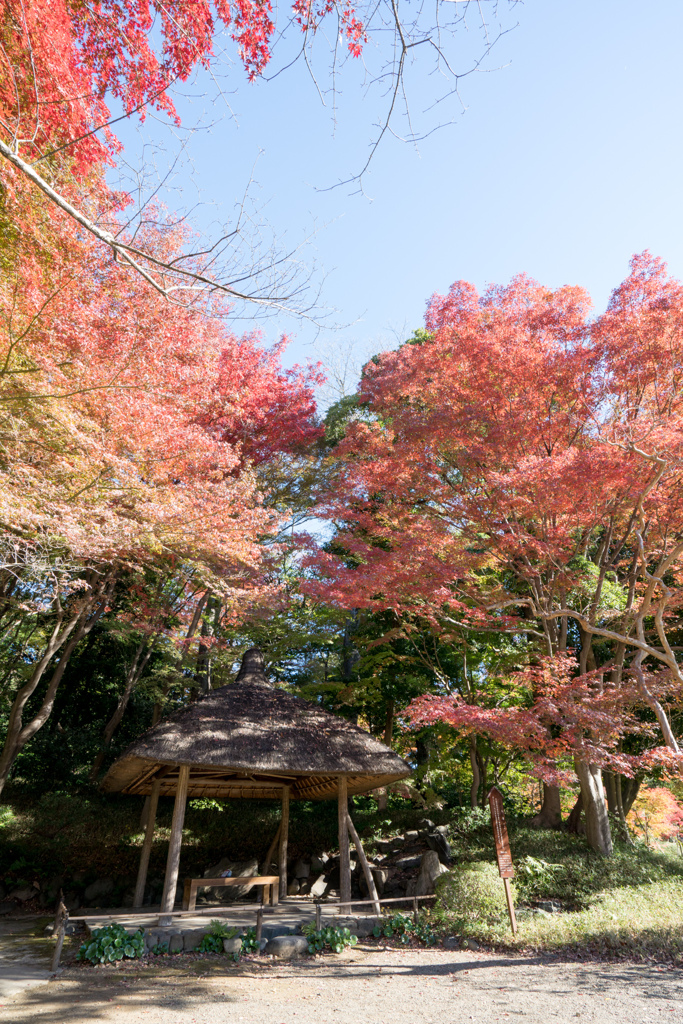 小石川後楽園【紅葉：丸屋付近】①20211128