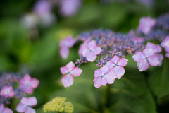 花菜ガーデン【ガクアジサイ】②20200606