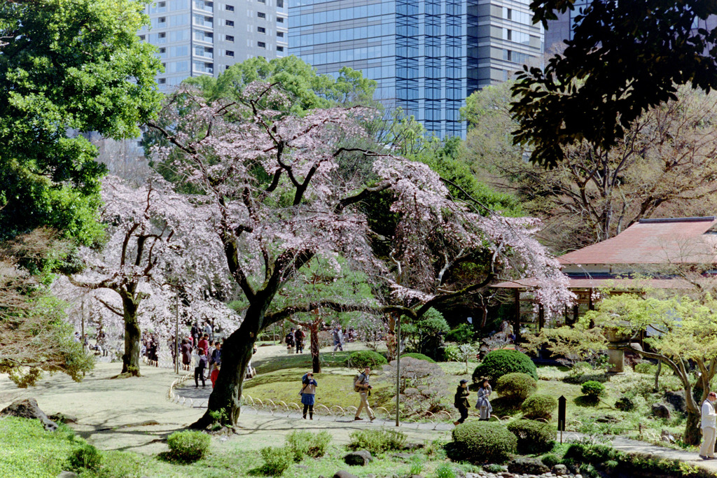 小石川後楽園【大堰川横の枝垂れ桜】20200320