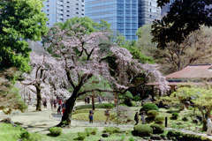 小石川後楽園【大堰川横の枝垂れ桜】20200320