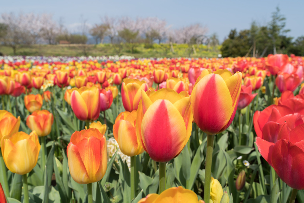 春の花菜ガーデン【チューリップ： 橙黄】②20200403