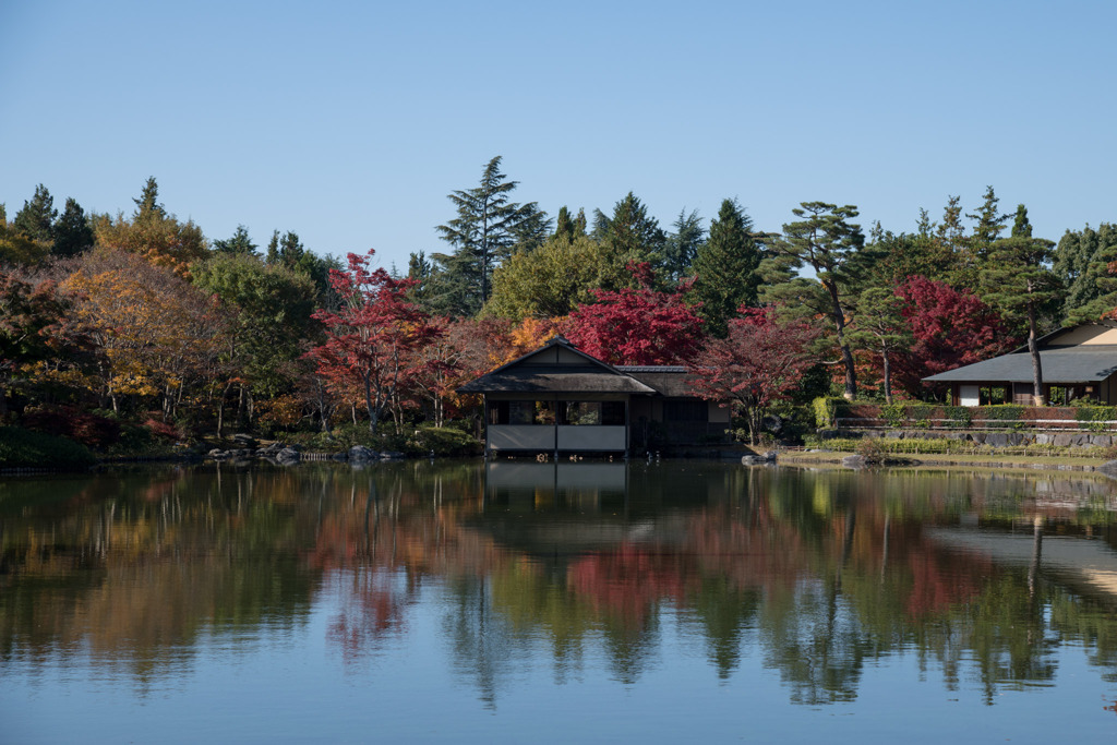 昭和記念公園【日本庭園：清池軒】①20201114