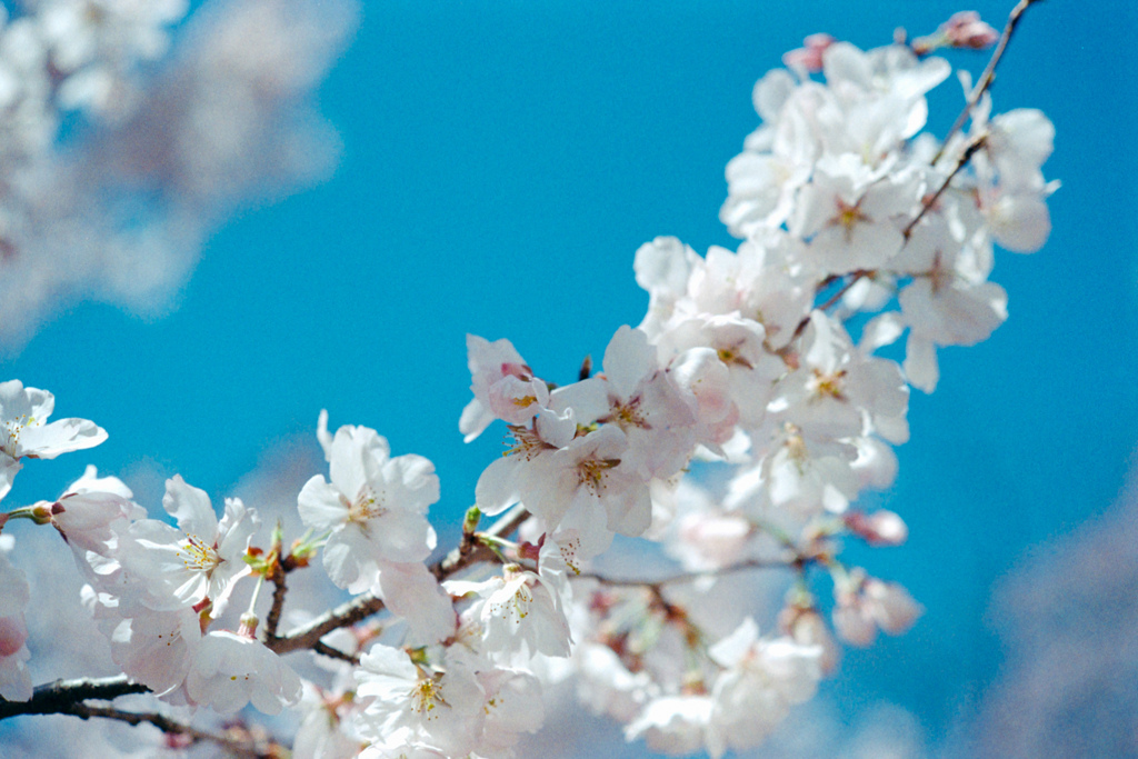 新宿御苑【桜：高遠小彼岸】⑥20230314銀塩NLP