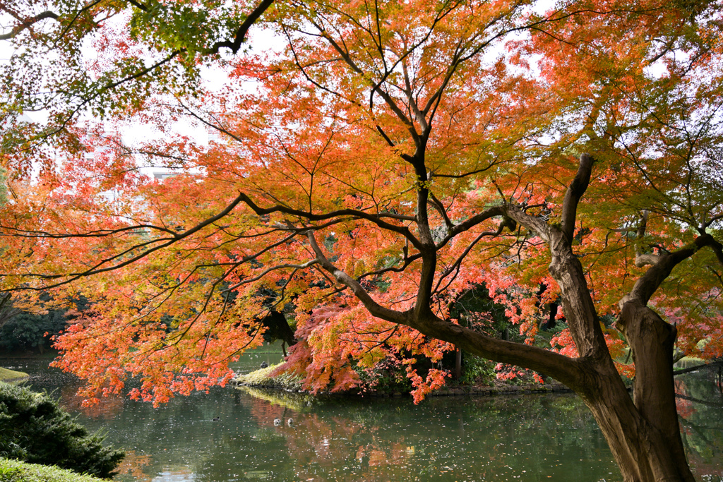 小石川後楽園【沢渡り付近の紅葉】①20241202