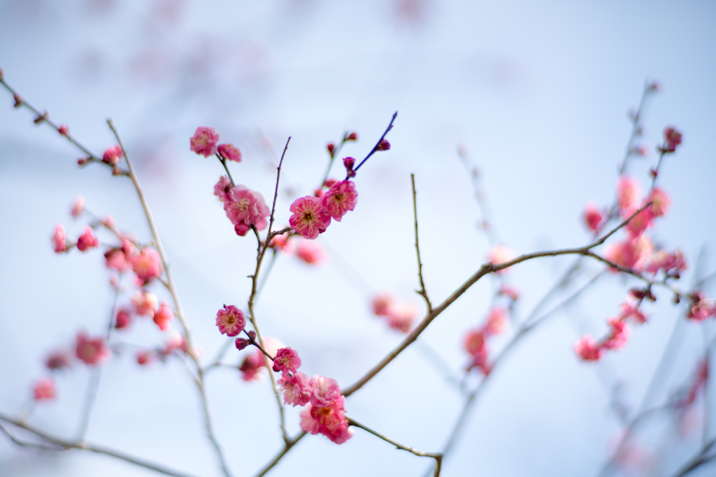 府中市郷土の森【早咲きの梅：唐梅】20220205