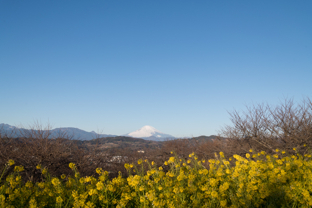 吾妻山公園【菜の花と富士山】①20230129