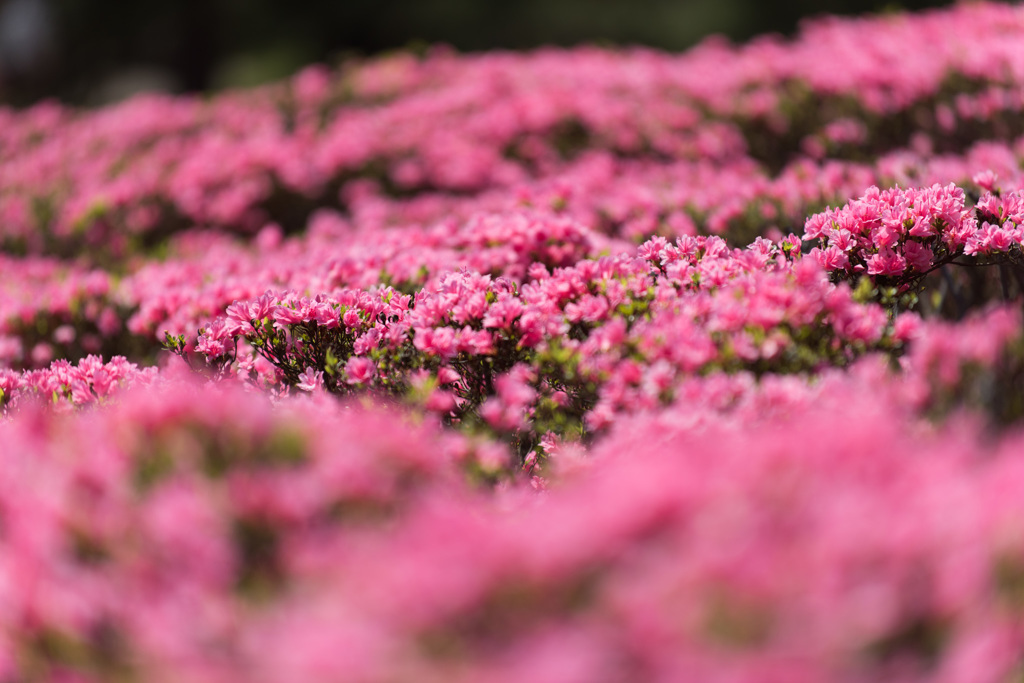 【神代植物公園(ツツジ)】⑩20150426