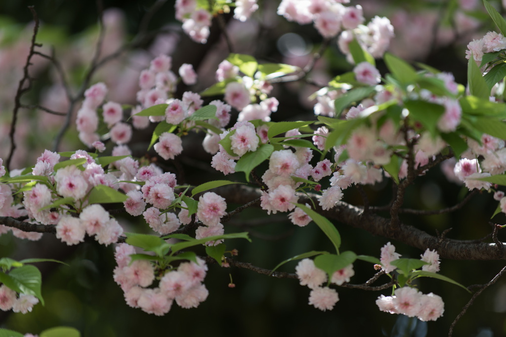 【新宿御苑(桜：兼六園菊桜)】①20150418