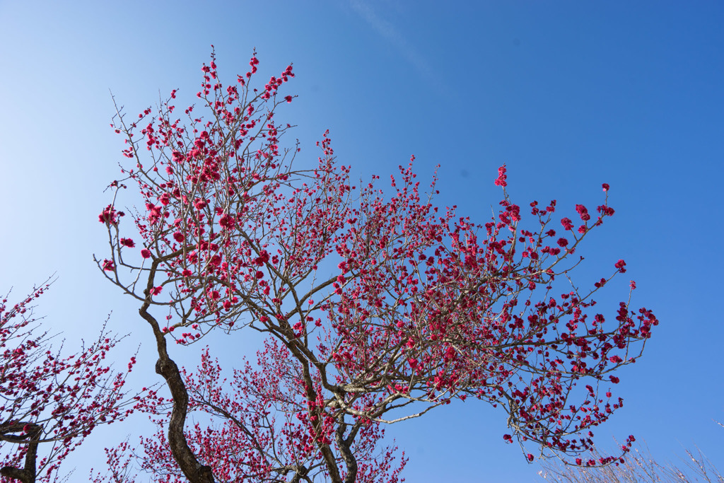 小田原フラワーガーデン【梅の花：鹿児島紅】20180218