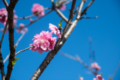 早春の神代植物公園【ピンク色のハナモモ】②20200315