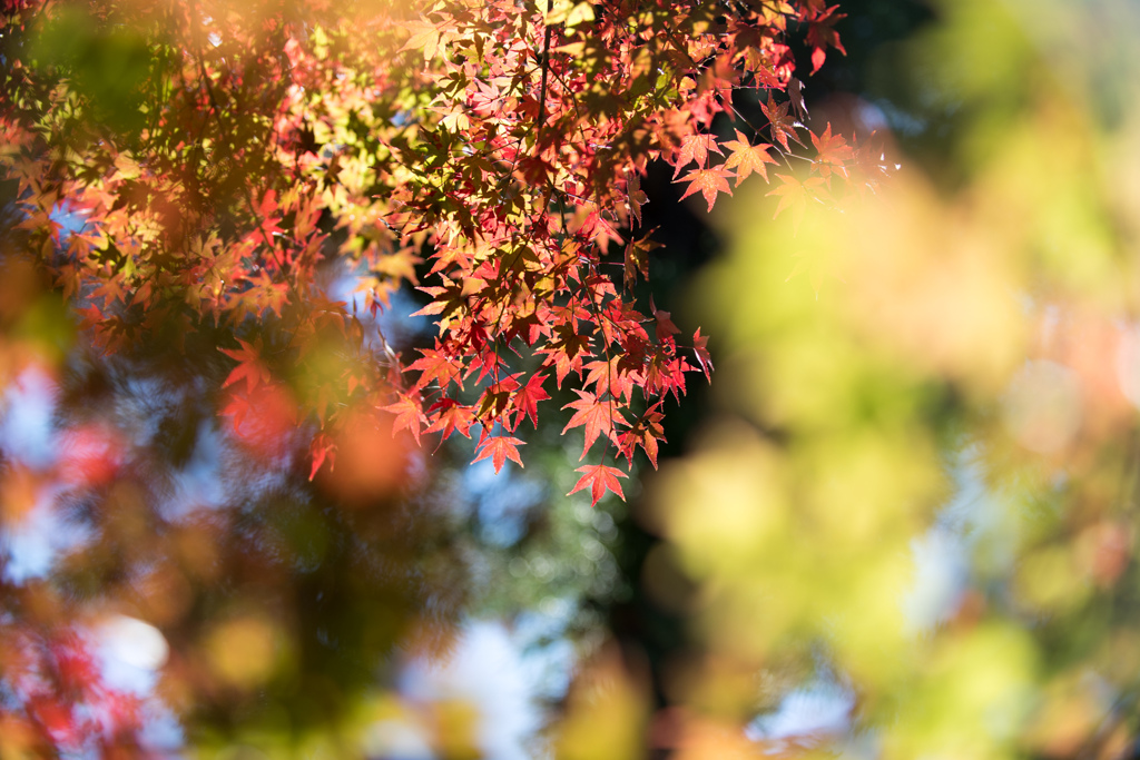 薬師池公園【紅葉のアップ】①20211113