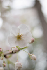 本牧山頂公園【サクラ：山桜】⑨20190330