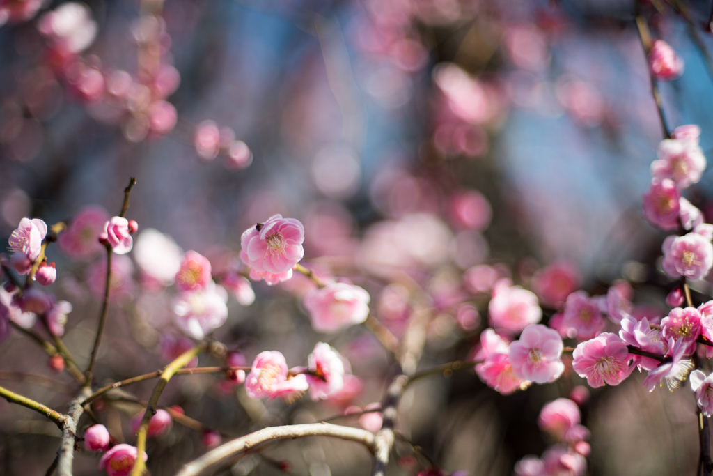 府中市郷土の森【梅：藤牡丹枝垂】③20230226