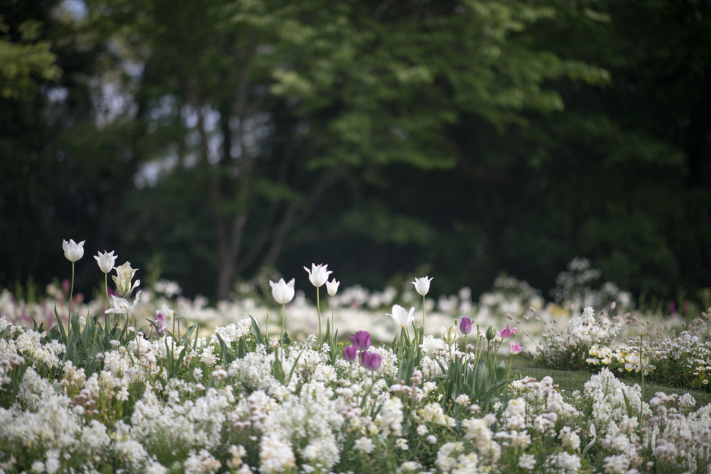 里山ガーデン【チューリップ】①20230418