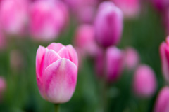 花菜ガーデン【チャペックの庭のチューリップ】⑨20191221