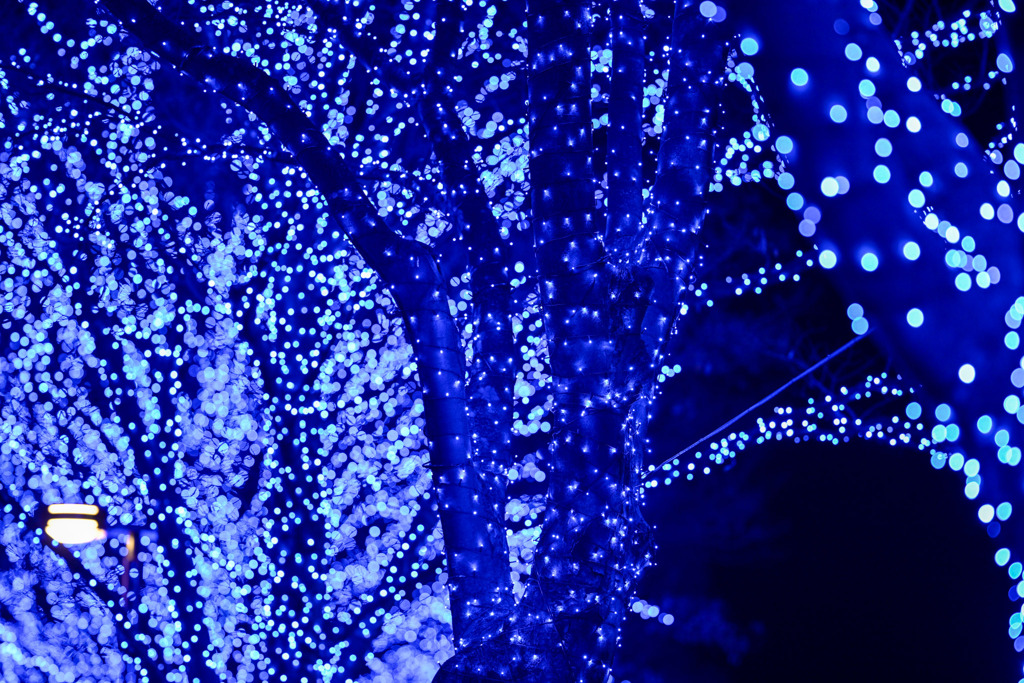 青の洞窟 SHIBUYA【135mm】①20241223