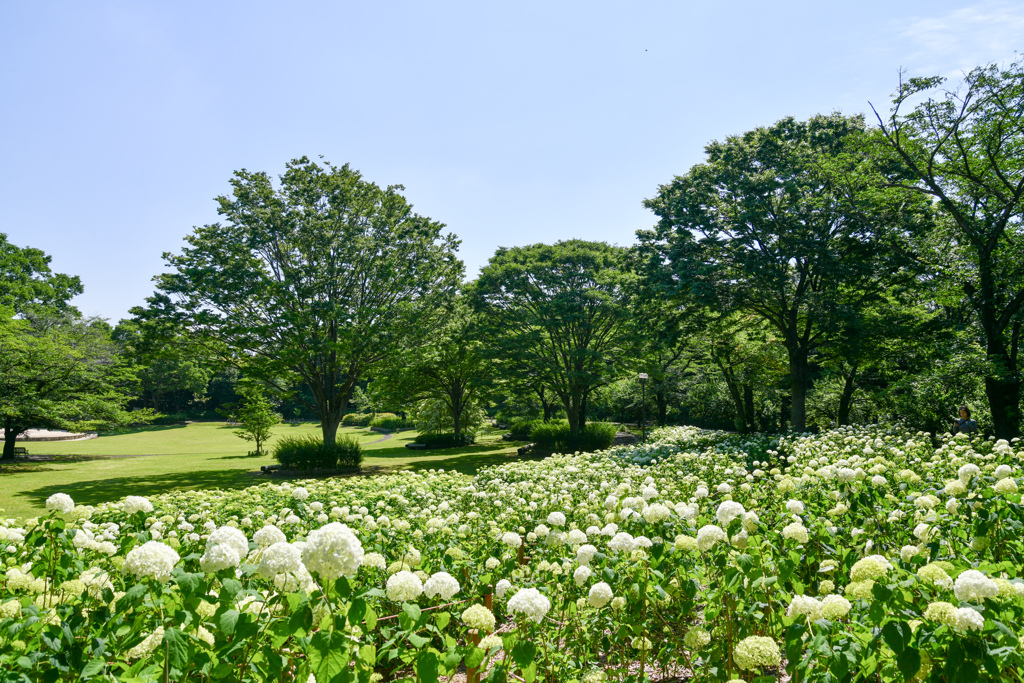 府中市郷土の森公園【アナベルの丘】①20240611