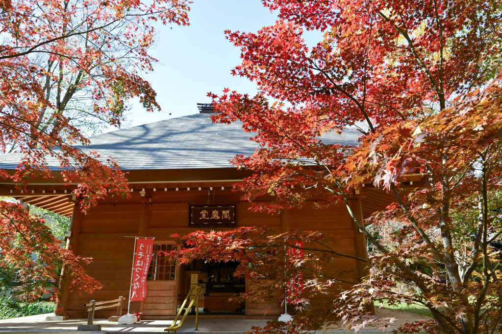 九品仏浄真寺【総門から仁王門付近の紅葉】①20241206