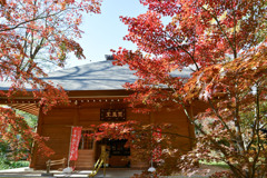 九品仏浄真寺【総門から仁王門付近の紅葉】①20241206