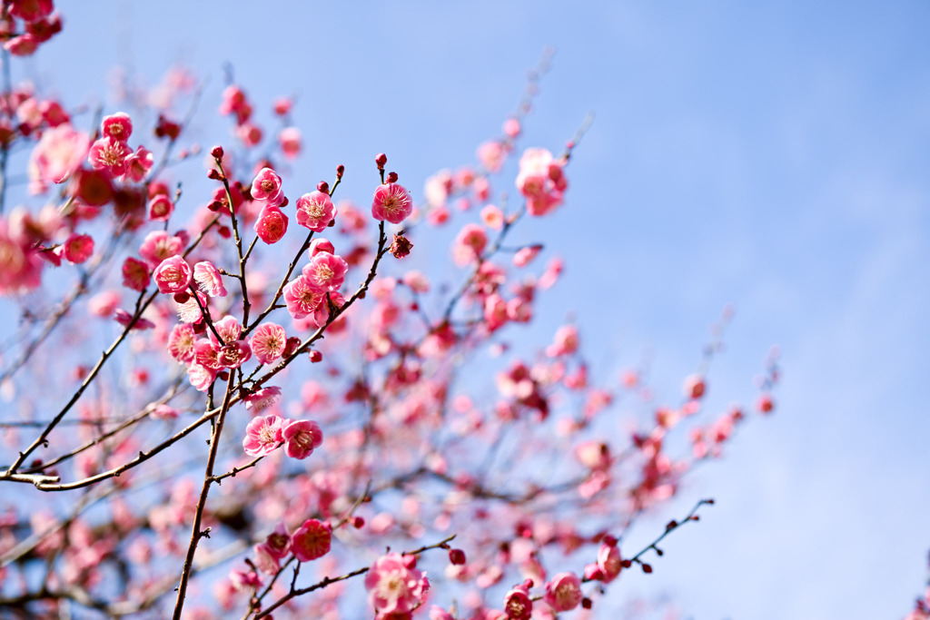 大倉山公園梅林【梅の花：唐梅】①20260206