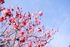 大倉山公園梅林【梅の花：唐梅】①20260206