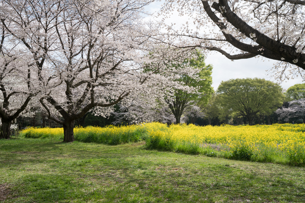 昭和記念公園【桜の園：桜林と菜の花】②20230329