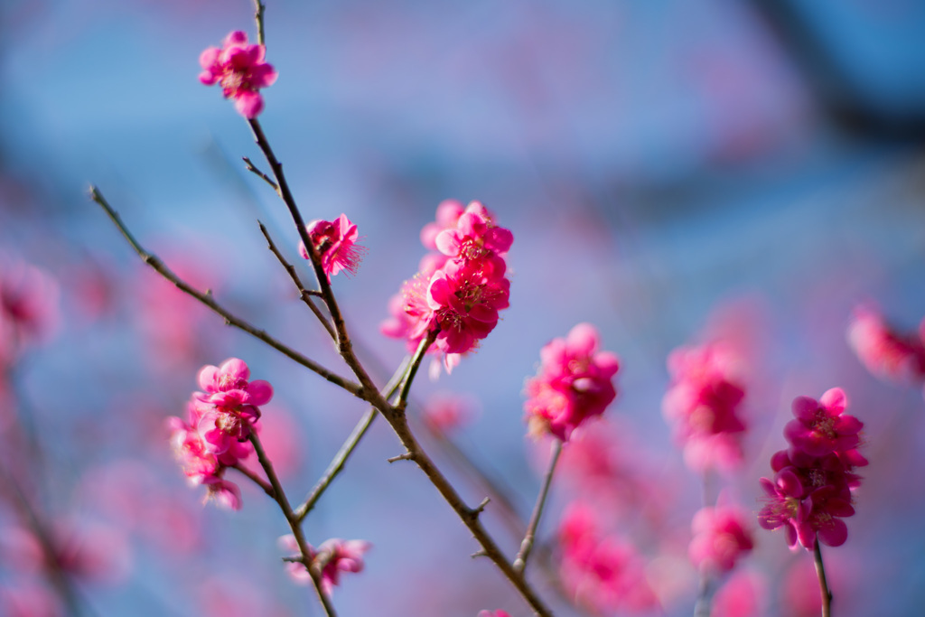 府中市郷土の森【梅：紅千鳥】③20210223
