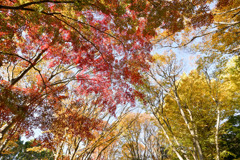 神代植物公園【自由広場(北口の紅葉)】①20241203