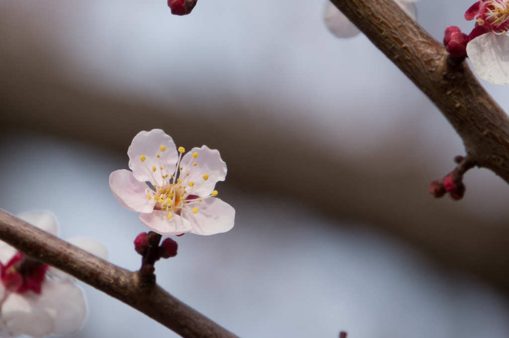 府中市郷土の森【梅：豊後】③20170304