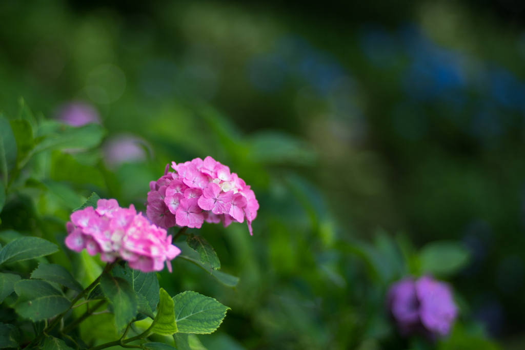 薬師池公園【菖蒲田周辺：赤系アジサイ】③20230613