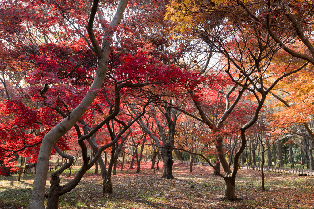 神代植物公園【かえで園の紅葉】③20201213