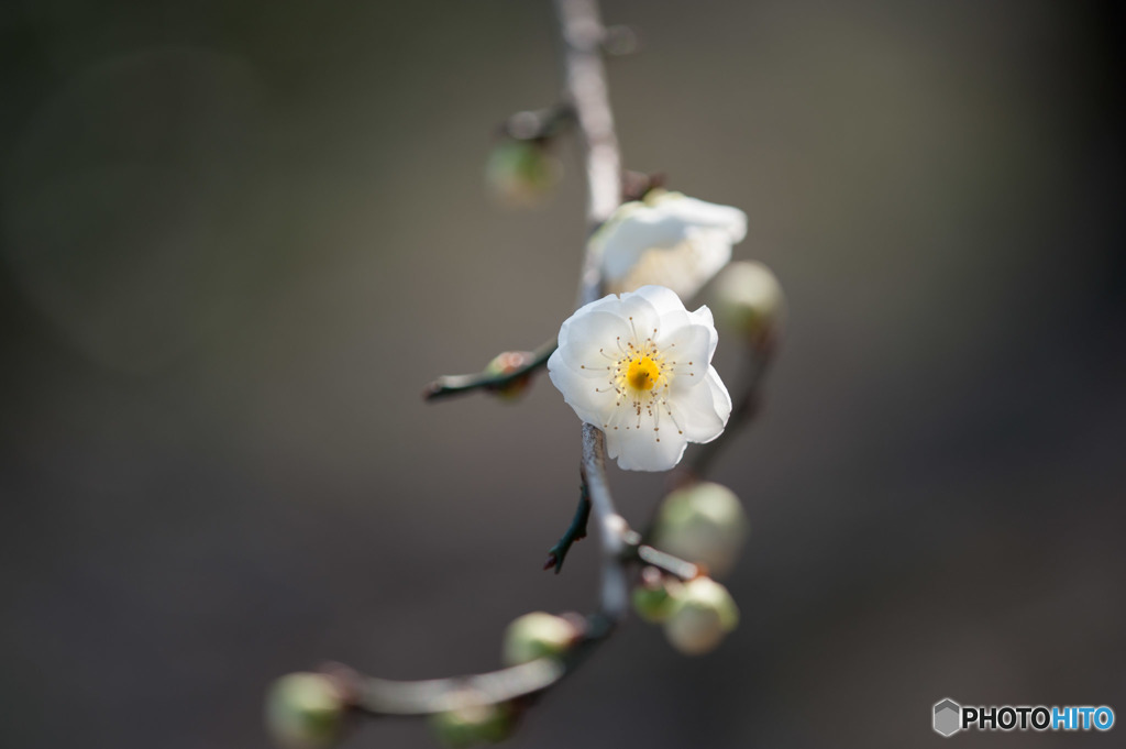 【大船植物園(水心鏡)】②20160206