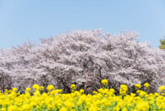 昭和記念公園【桜の園】③20180401
