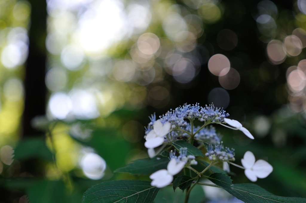 【紫陽花】④20140614