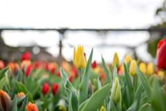 花菜ガーデン【アイスチューリップ(黄系)】①20251219