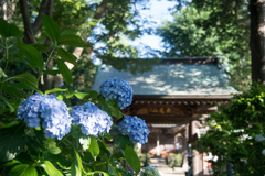 あじさい寺(妙楽寺)【参道沿いの紫陽花】①20220625