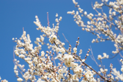 小田原フラワーガーデン【梅：辻村早咲】②20170128