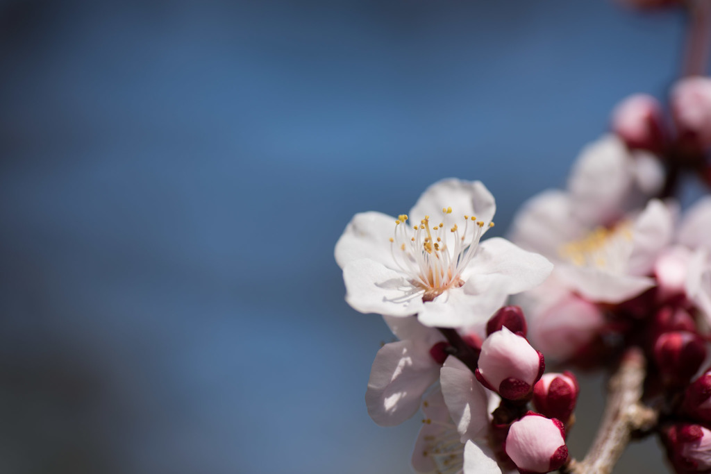 【神代植物公園(杏性)】20160228