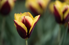 【昭和記念公園(ガボタ)】20150418